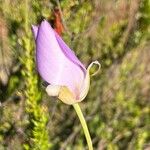 Calochortus splendens പുഷ്പം