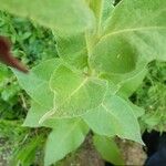 Verbascum densiflorum Leaf