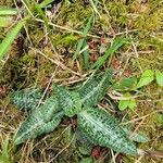 Goodyera oblongifolia Leaf