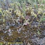 Valeriana echinata Hábitos