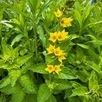 Lysimachia punctataVirág