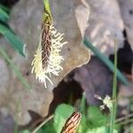 Carex halleriana പുഷ്പം