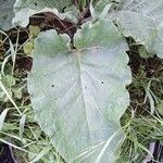 Arctium nemorosum Листок