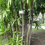 Rhapis excelsa 形態