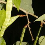 Clitoria glaberrima