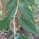 Lonicera maackii Feuille