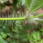 Miconia lacera Bark