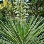 Yucca aloifolia葉