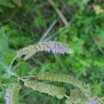 Mentha longifolia Flower