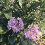 Aster tataricus Blomma