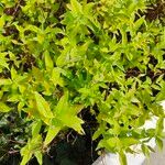 Hypericum hircinum Leaf