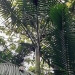 Prestoea acuminata Hoja