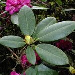 Rhododendron arboreum 葉
