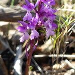 Orchis olbiensis Цвят