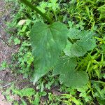 Phyteuma ovatum 葉