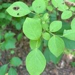 Vaccinium pallidum Fuelha