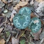 Cyclamen purpurascens Blad