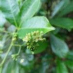 Zanthoxylum asiaticum फूल