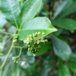 Toddalia asiatica Flower