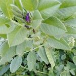 Vicia narbonensis Leaf