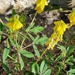 Trigonella esculenta Çiçek