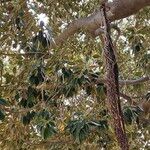 Ficus macrophylla Φύλλο