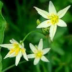 Nothoscordum bivalve ফুল