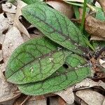 Hieracium venosum Листок