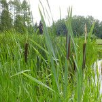 Typha angustifolia 果實