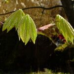 Acer circinatum Folla
