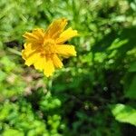 Coreopsis auriculata Blomma