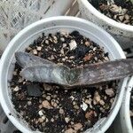 Gasteria disticha Leaf