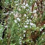 Coleonema album Flor
