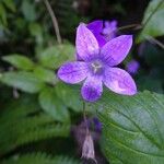 Campanula patulaKwiat