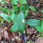 Capparis micracantha Hoja