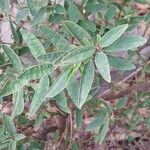 Correa decumbens Leaf