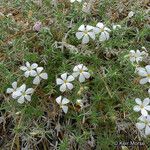 Leptosiphon floribundus Habit