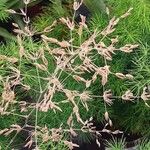 Asparagus tenuifolius Flower