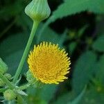 Sonchus asperKukka