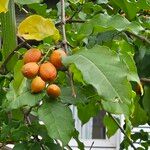 Bunchosia glandulifera Fruit