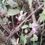 Dicliptera brachiata Fleur