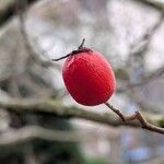 Crataegus crus-galli Frukto