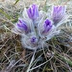 Pulsatilla grandis Flor