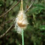 Typha minima Ffrwyth