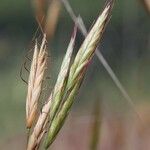 Bromus lanceolatus 果實