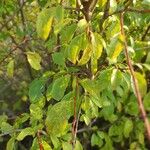 Prunus spinosaBlatt
