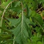 Crepis biennis Leaf