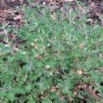 Potentilla alsatica Blatt