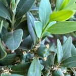 Buxus balearica Fruitua