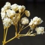 Gypsophila paniculata 花